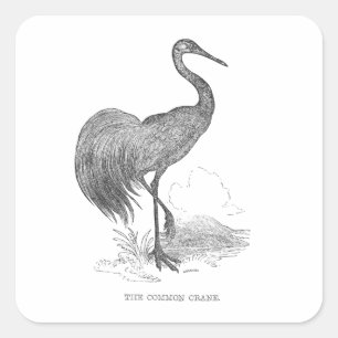 Adesivo Quadrado Caneta e desenho de tinta das aves da grua-vidrada