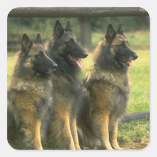 Adesivo Quadrado Caninos german shepherd