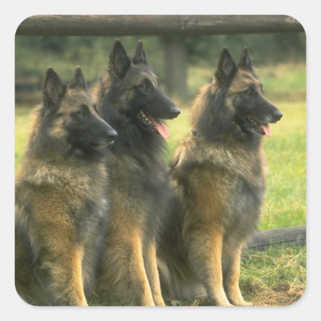 Adesivo Quadrado Caninos german shepherd (Frente)