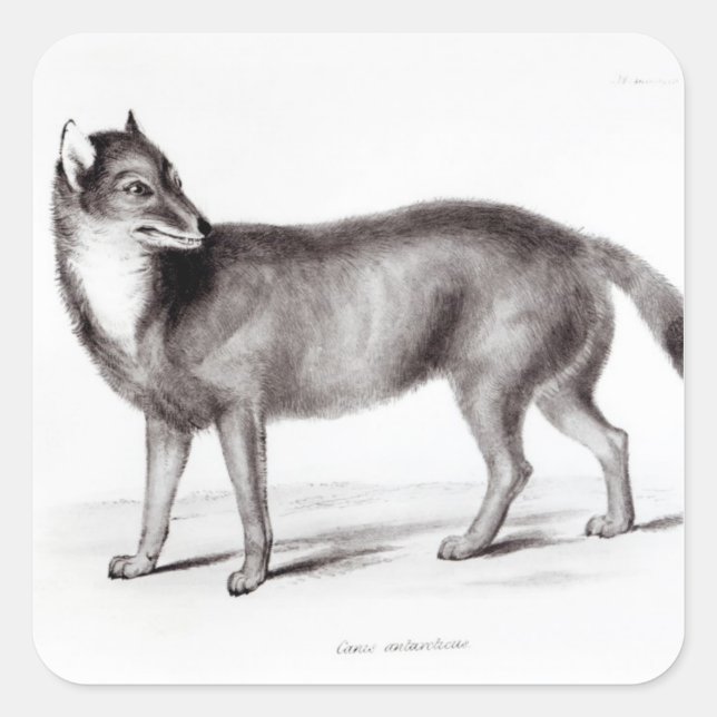 Adesivo Quadrado Canis Antárticus (Frente)