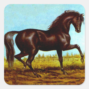 Adesivo Quadrado Canter do rico do cavalo da beleza do preto do