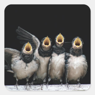 Adesivo Quadrado Canto de barn Swallow