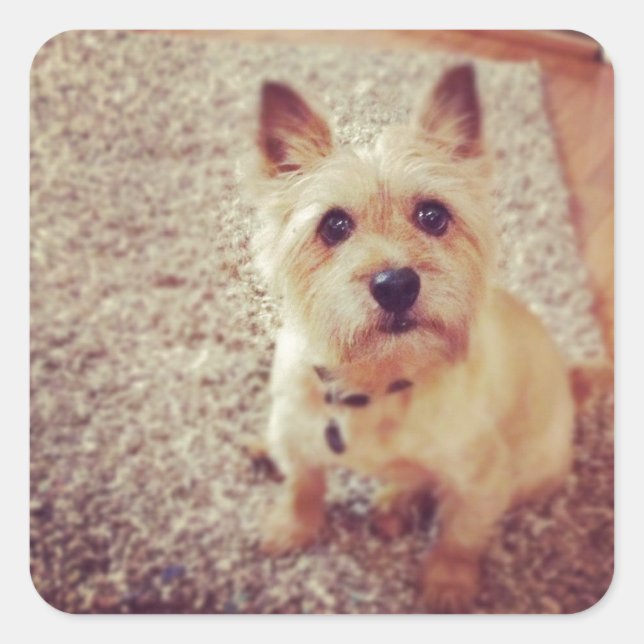 Adesivo Quadrado Cão (Frente)