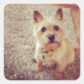 Adesivo Quadrado Cão