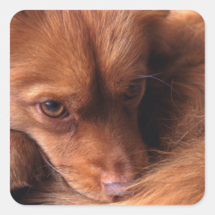 Adesivo Quadrado cão