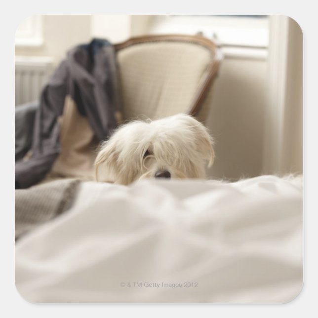 Adesivo Quadrado Cão branco escondido atrás da cama (foco diferenci (Frente)