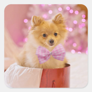 Adesivo Quadrado Cão Cachorro com Fotografia de Natal de Arco Rosa