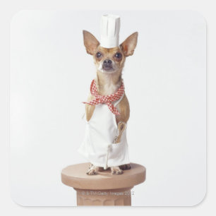 Adesivo Quadrado Cão Chihuahua vestindo brancos de chef, tiro de es