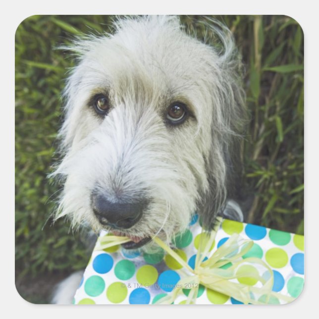 Adesivo Quadrado Cão com presente na boca (Frente)