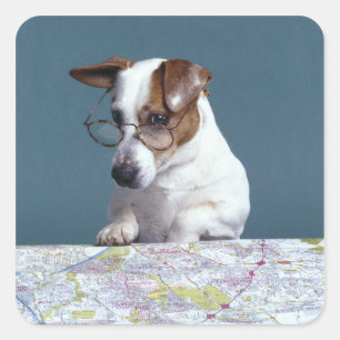 Adesivo Quadrado Cão com vidros de leitura que estuda o mapa