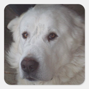 Adesivo Quadrado Cão considerável de grandes Pyrenees