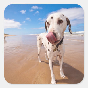 Adesivo Quadrado Cão Dalmatian na praia