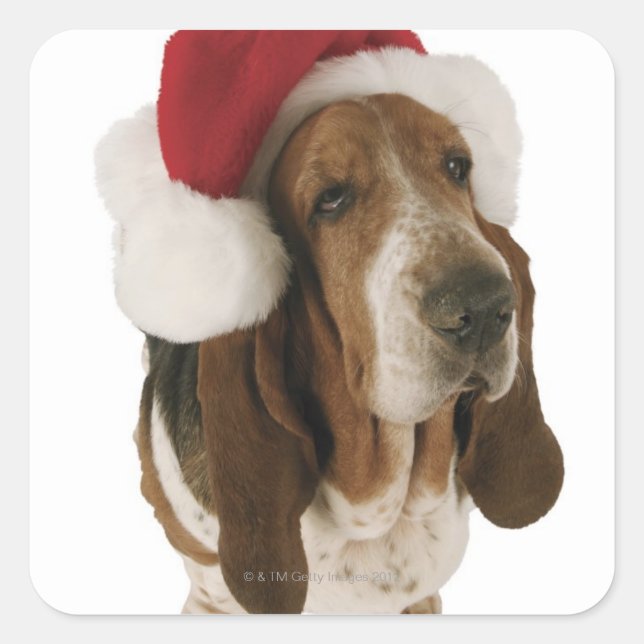 Adesivo Quadrado Cão de Basset no chapéu do papai noel (Frente)