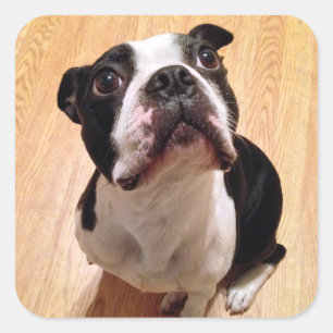 Adesivo Quadrado Cão de Boston Terrier