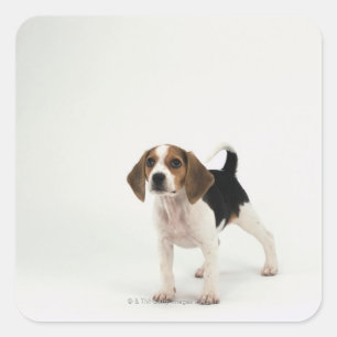 Adesivo Quadrado Cão de cão