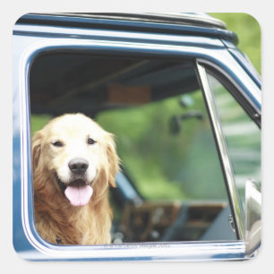 Adesivo Quadrado Cão de estimação que senta-se em um carro