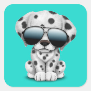 Adesivo Quadrado Cão de filhote de cachorro Dalmatian bonito que
