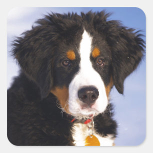 Adesivo Quadrado Cão de Montanha Bernês - Foto de Cachorrinho Fofo