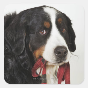 Adesivo Quadrado Cão de montanha de Bernese (Berner Sennenhund) co