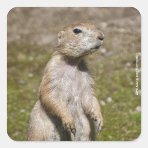 Adesivo Quadrado Cão-de-pradaria-de-cauda-preta