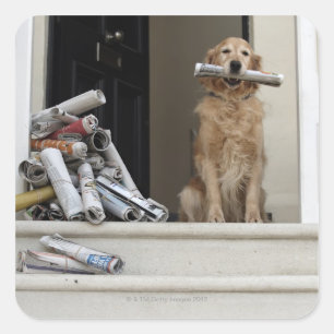 Adesivo Quadrado Cão do golden retriever que senta-se na porta da