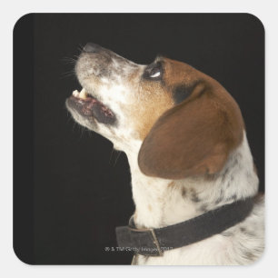 Adesivo Quadrado Cão do lebreiro com perfil preto do colar