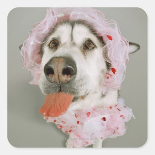Adesivo Quadrado Cão do Malamute que veste um tutu e que cola para