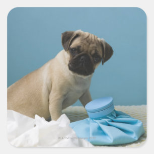 Adesivo Quadrado Cão do Pug que senta-se na cama pela garrafa de