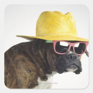 Adesivo Quadrado Cão do pugilista com chapéu e vidros