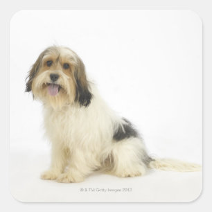 Adesivo Quadrado Cão em Branco 104