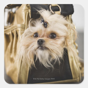 Adesivo Quadrado Cão em uma bolsa