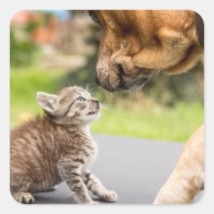 Adesivo Quadrado Cão & gato das imagens   de Getty no amor