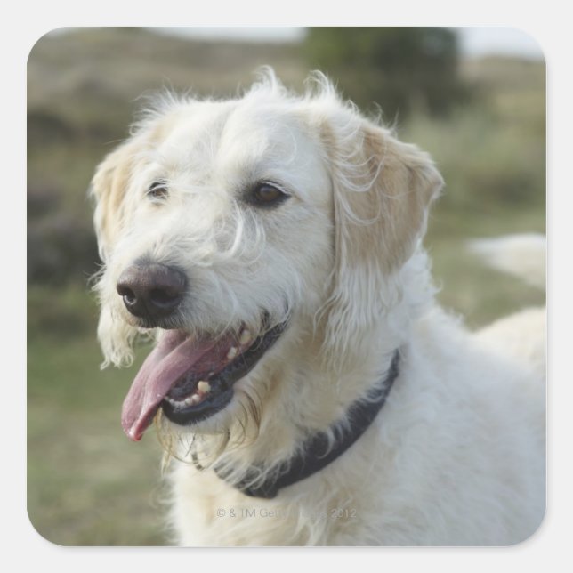 Adesivo Quadrado Cão na terra da charneca (Frente)