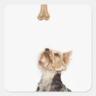Adesivo Quadrado Cão olhando para o osso