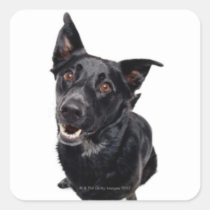 Adesivo Quadrado Cão preto