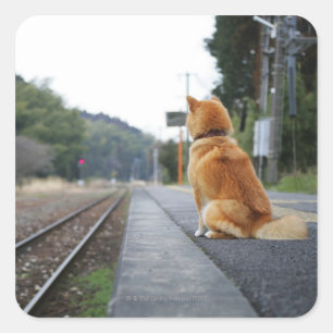 Adesivo Quadrado Cão que senta-se no estação de caminhos-de-ferr
