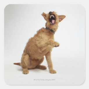 Adesivo Quadrado Cão Snarling