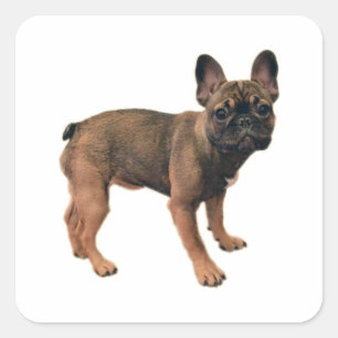 Adesivo Quadrado Cãozinho Francês Colorido Fawn