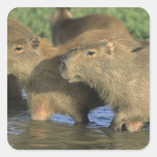 Adesivo Quadrado Capivara, Hydrochaeris hydrochaeris), mundo's
