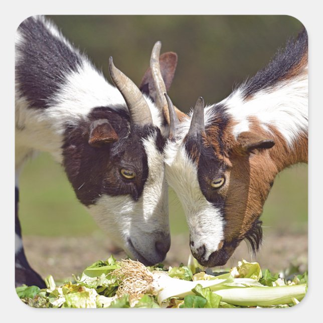 Adesivo Quadrado Caprinos comendo vegetais (Frente)