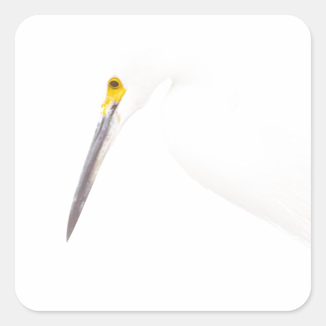 Adesivo Quadrado Captura de cabeça Egret (Frente)