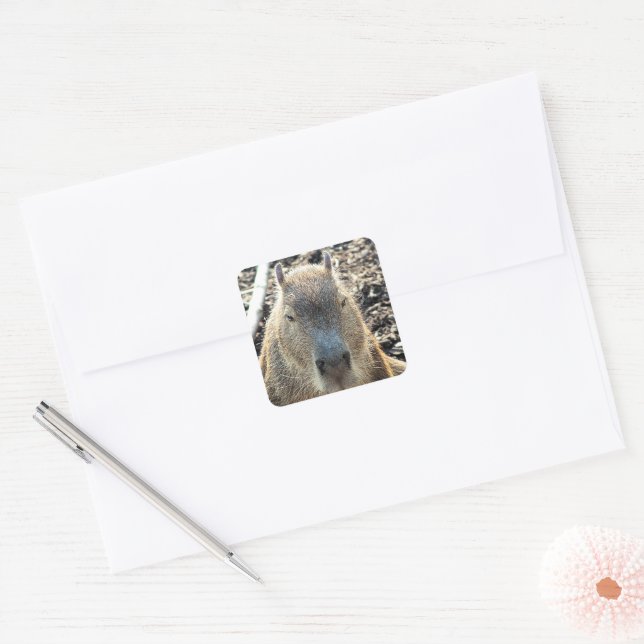 ADESIVO QUADRADO CAPYBARA (Envelope)