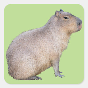 Adesivo Quadrado Capybara