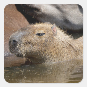Adesivo Quadrado Capybara na água