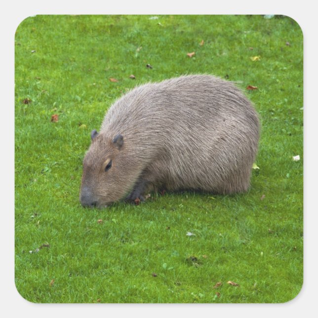 Adesivo Quadrado Capybara Sticker (Frente)