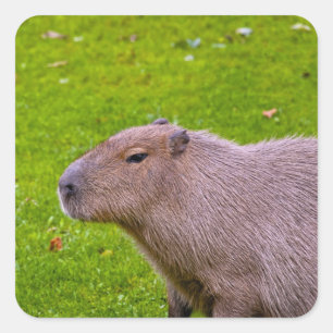 Adesivo Quadrado Capybara Sticker