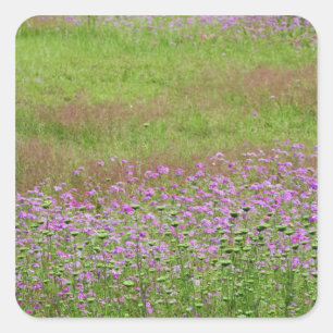 Adesivo Quadrado Cará-da-floresta (Daucus carota) crescendo