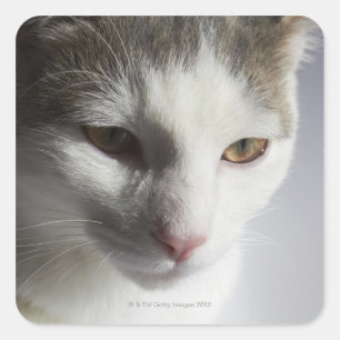 Adesivo Quadrado Cara de um gato