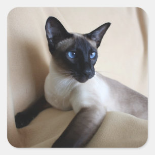 Adesivo Quadrado Cara lindo do gato Siamese