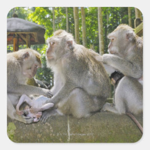 Adesivo Quadrado Caranguejo-comendo o Macaque, fasciularis do